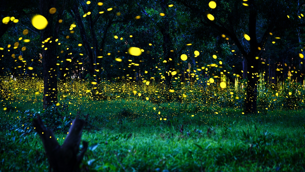 Fireflies Door WUT.ANUNAI