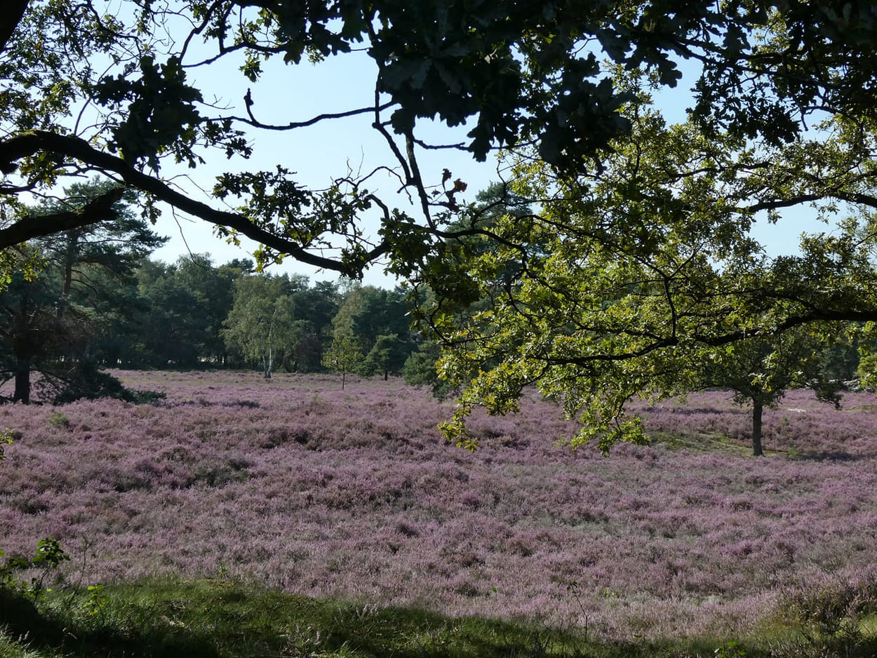 Andrea Simons - Zuiderheide