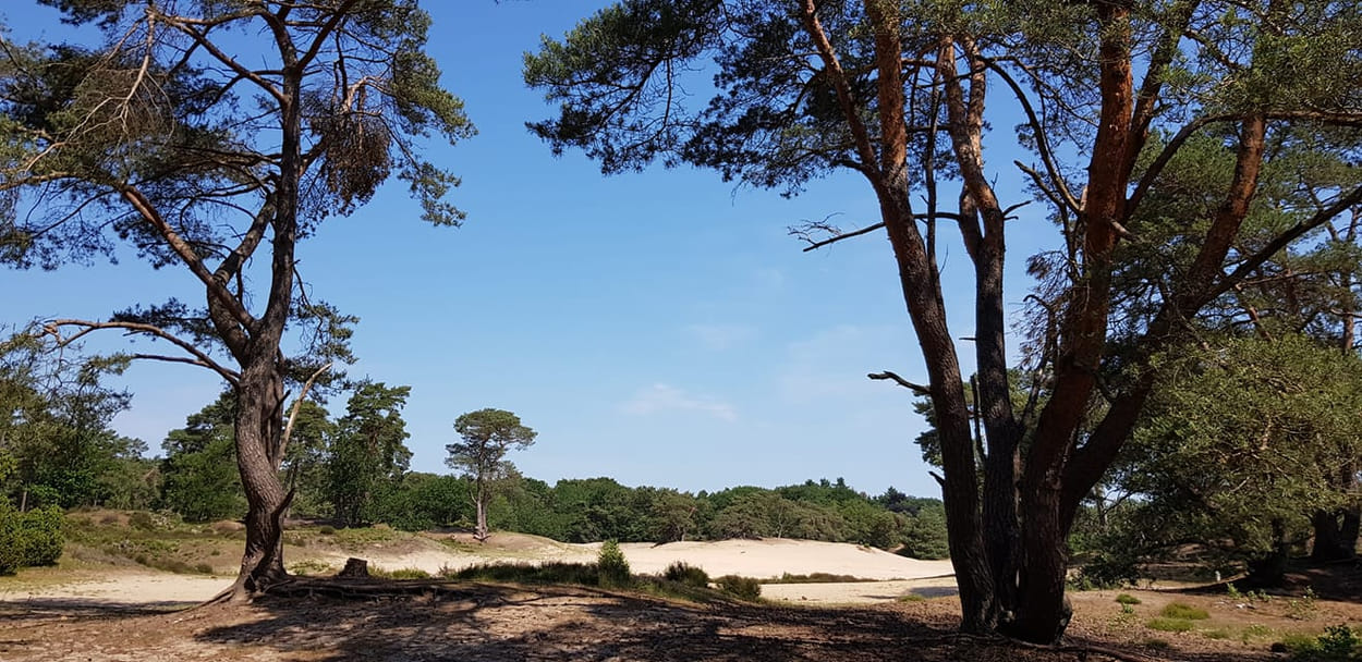 Yolanda VanZwienen - Soesterduinen